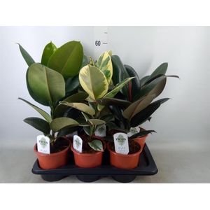 Ficus elastica   ...mix 3