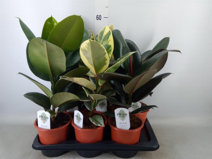 <h4>Ficus elastica   ...mix 3</h4>