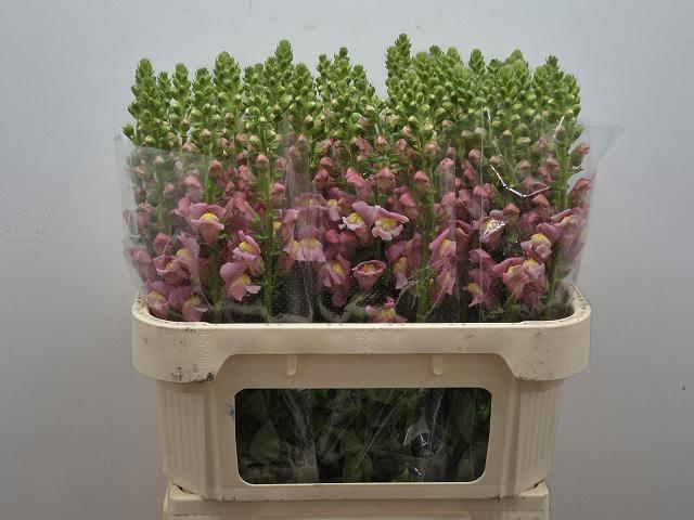 <h4>ANTIR ANTIBES ROSE</h4>