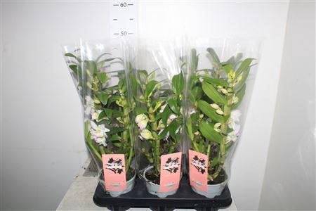 <h4>Dendr N S Dr Pandora 2 Branches</h4>