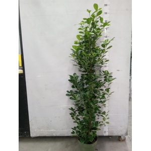 Ficus microcarpa 'Moclame'