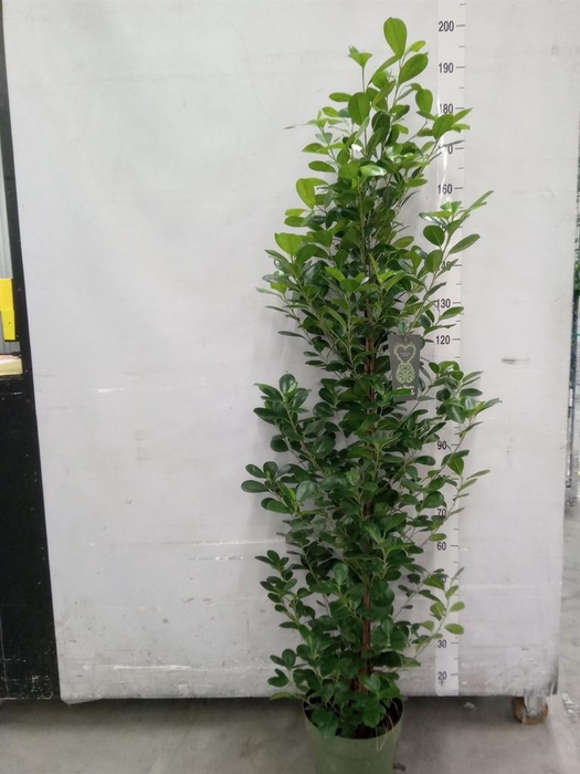 <h4>Ficus microcarpa 'Moclame'</h4>