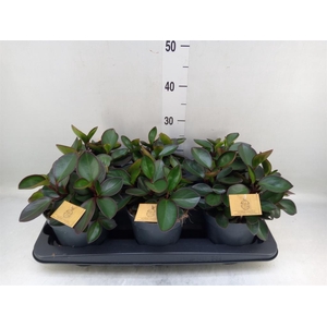 Peperomia clusiifolia 'Red Margin'