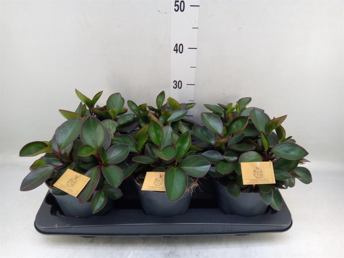 <h4>Peperomia clusiifolia 'Red Margin'</h4>