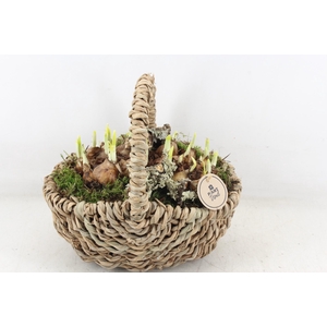 arr4 Narcis PL - Tasmand x4