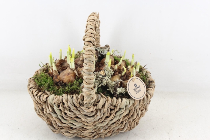 <h4>arr4 Narcis PL - Tasmand x4</h4>