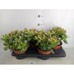 Crassula ovata 'Sunset'