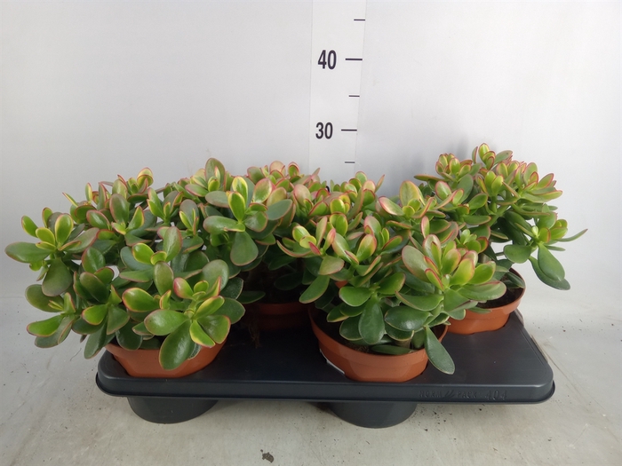 <h4>Crassula ovata 'Sunset'</h4>