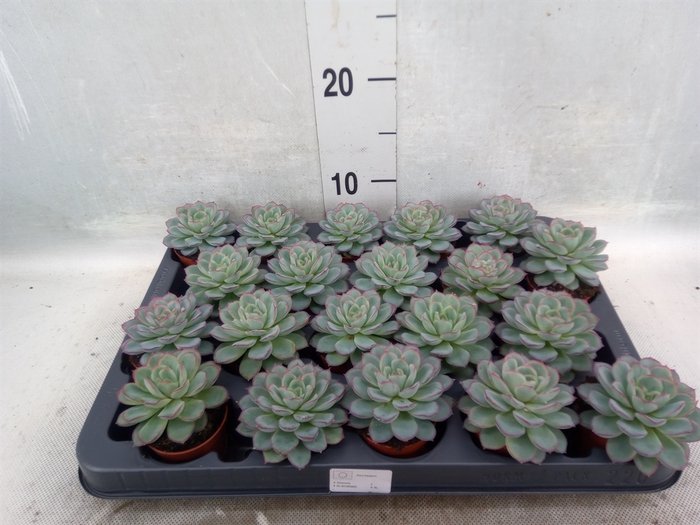 <h4>Echeveria   ...not flowering</h4>