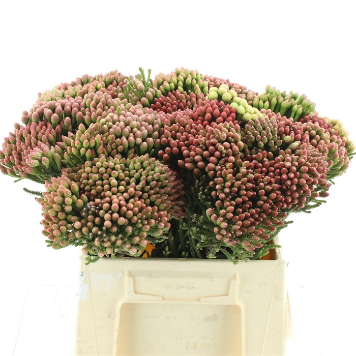 <h4>Brunia Natural Red</h4>