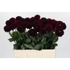 Dahlia Black Lars