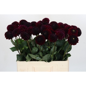 Dahlia Black Lars