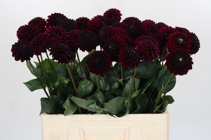 <h4>Dahlia Black Lars</h4>