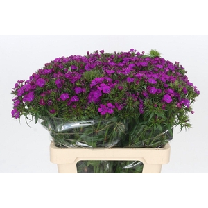 Dianthus Br Amazon Neon Purple