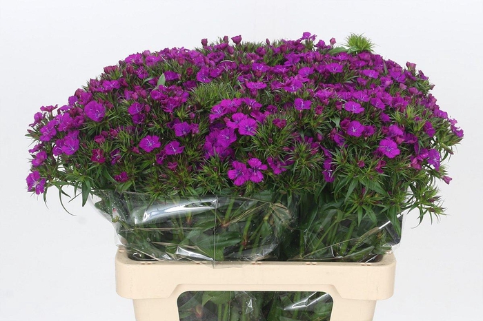 <h4>Dianthus Br Amazon Neon Purple</h4>