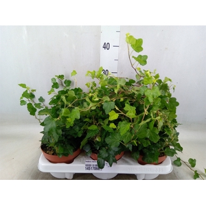 Hedera helix 'Wonder'