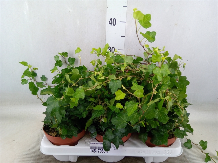 <h4>Hedera helix 'Wonder'</h4>