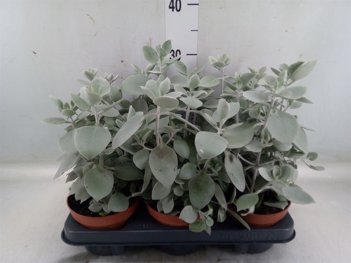 <h4>Kalanchoe NF   ...</h4>