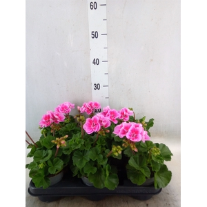 Pelargonium zona.   ...F1