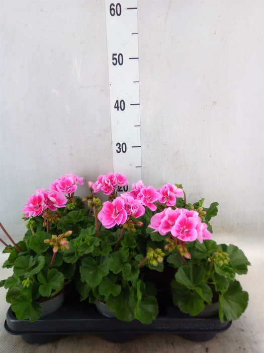 <h4>Pelargonium zona.   ...F1</h4>