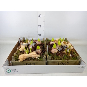 Arr.   Bol/Knolgewas L%