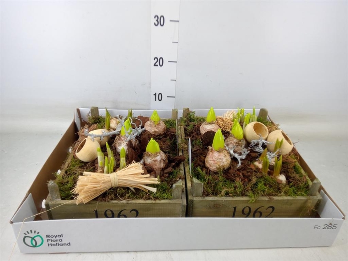 <h4>Arr. Bol/Knolgewas L%</h4>