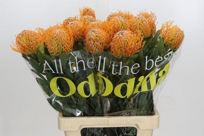 <h4>LEUCO SOLEIL</h4>