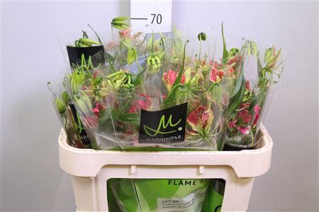 Gloriosa S Fift Shad Long