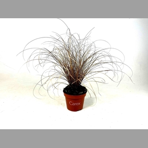 CARE CO BRONZE FORM