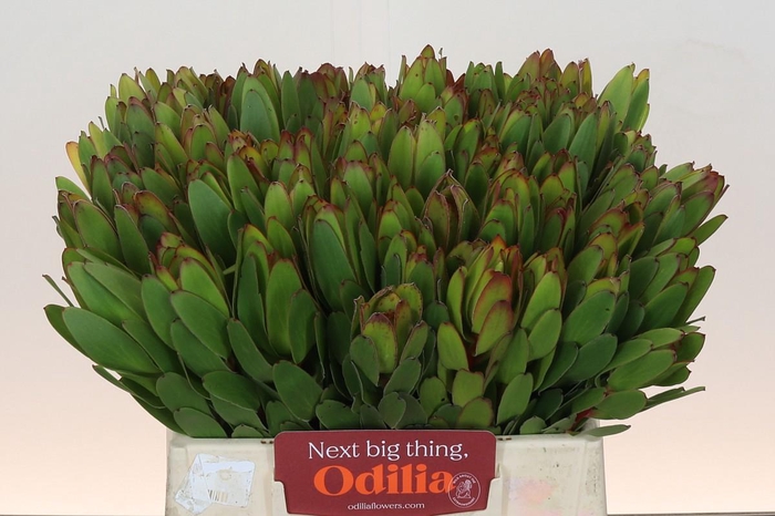 <h4>LEUCAD SAF GOLDSTRIK</h4>