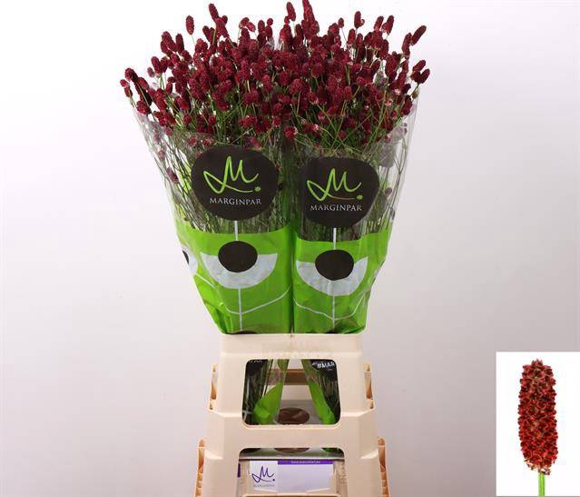 <h4>Sanguisorba Red Dream Marginpar</h4>
