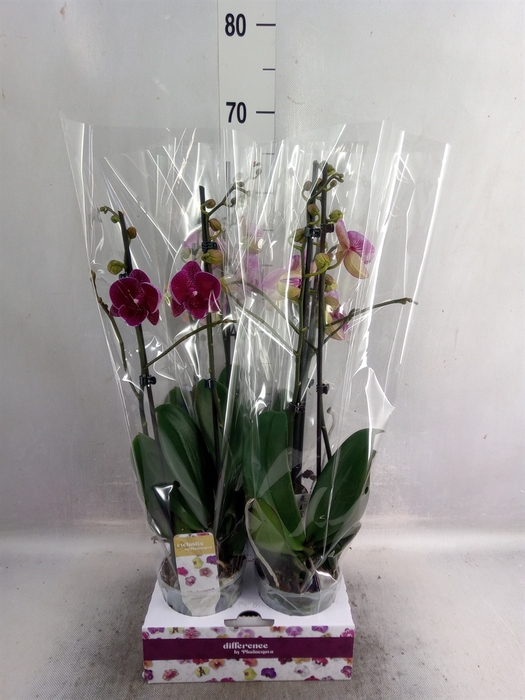 <h4>Phalaenopsis   ...</h4>