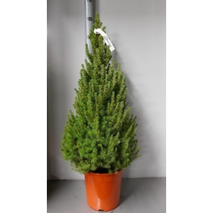 PICEA GL CONICA