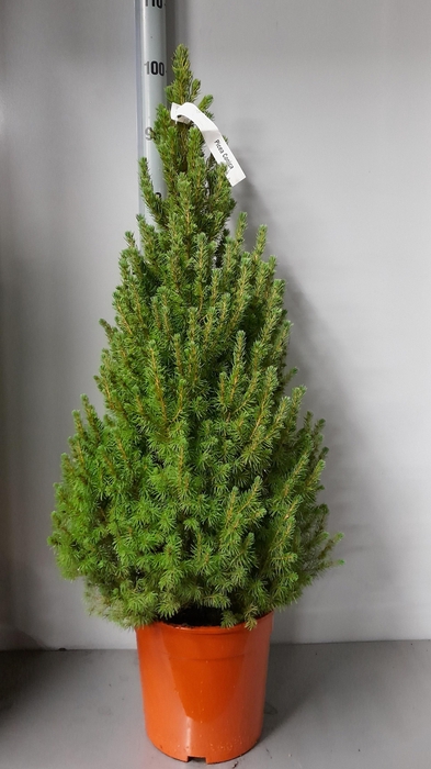 <h4>PICEA GL CONICA</h4>