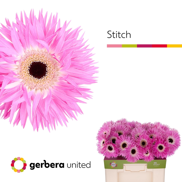 <h4>Gerbera Spider Stitch Water</h4>