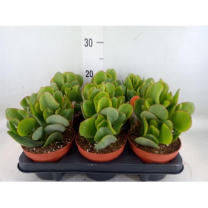 Crassula arborescens