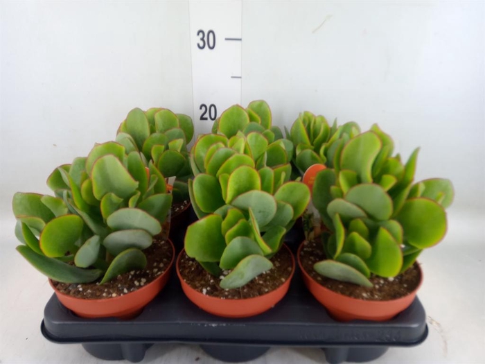 <h4>Crassula arborescens</h4>