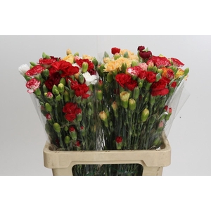 Dianthus Sp Mix in Bucket