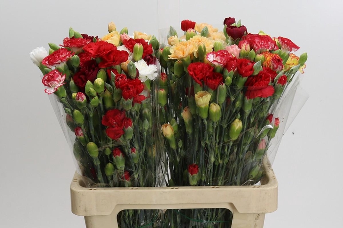 <h4>Dianthus Sp Mix in Bucket</h4>