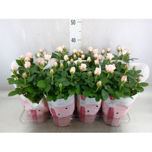 Rosa  'Amorosa Infinity Soft Pink'