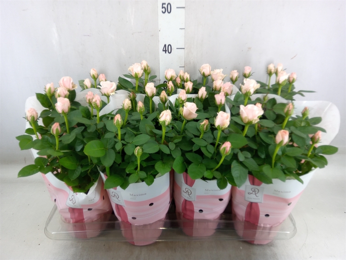 <h4>Rosa  'Amorosa Infinity Soft Pink'</h4>