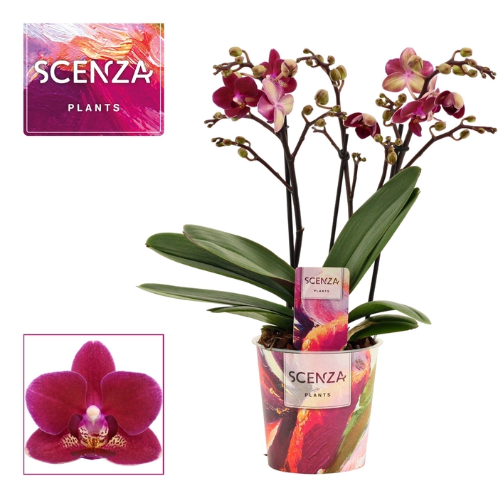 Phalaenopsis dazzling Chamonix 3-4 tak (Scenza)