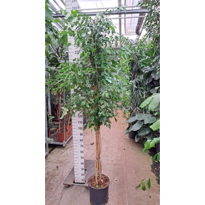 Ficus benja. 'Exotica'