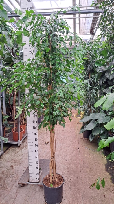 <h4>Ficus benja. 'Exotica'</h4>