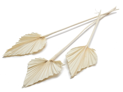 DRIED FLOWERS - PALM SPEAR BLEACHED 10PCS