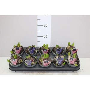 Hyacinthus Multiflora Gemengd