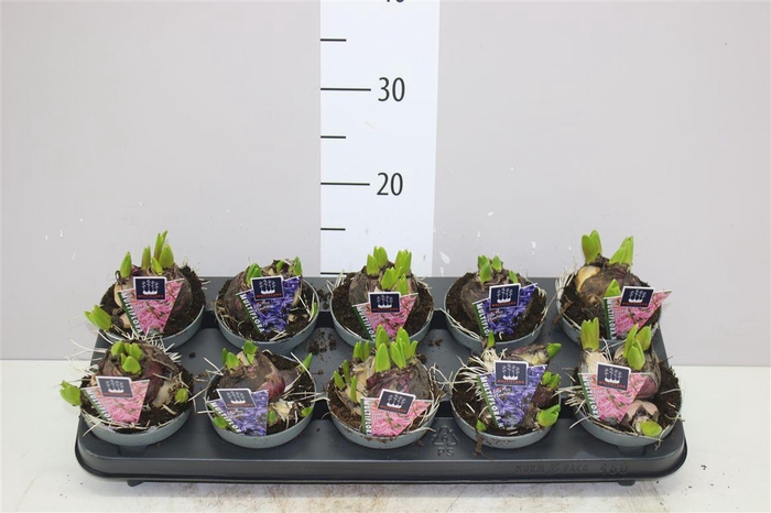 <h4>Hyacinthus Multiflora Gemengd</h4>