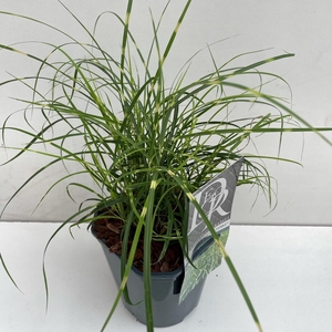 Graminées Miscanthus 'Little Zebra'