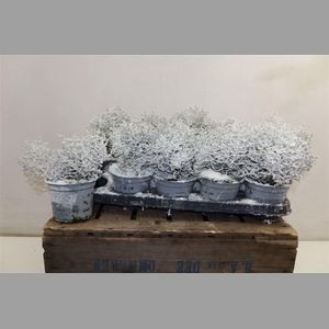 Leucoph Brownii + Snow