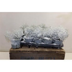 arr8 Leucoph Brownii + Snow